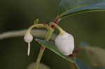 Eastern teaberry <BR>Wintergreen